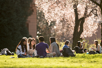 UW students sit amongst the cherry blossoms on a sunny day