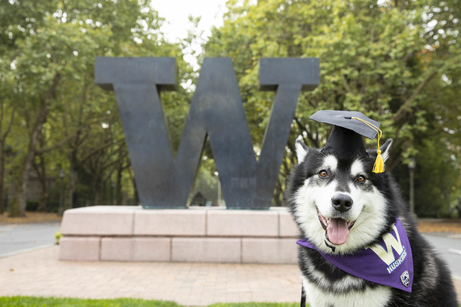 Dubs the Husky stands next to a bronze W wearing a mortarboard
