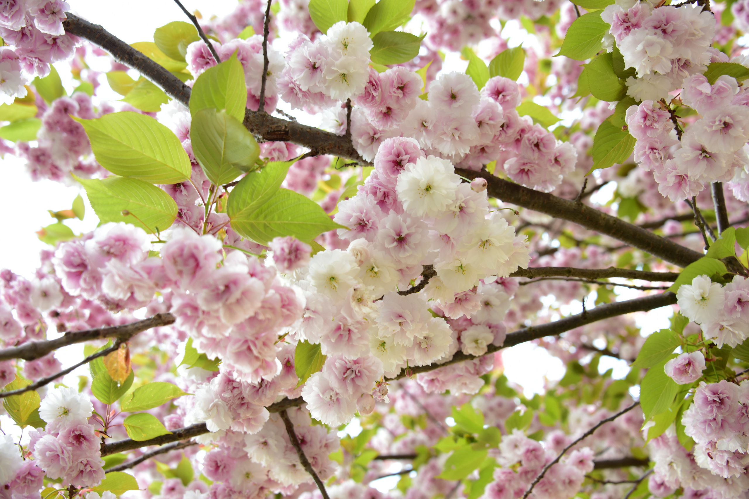 Cherry blossoms