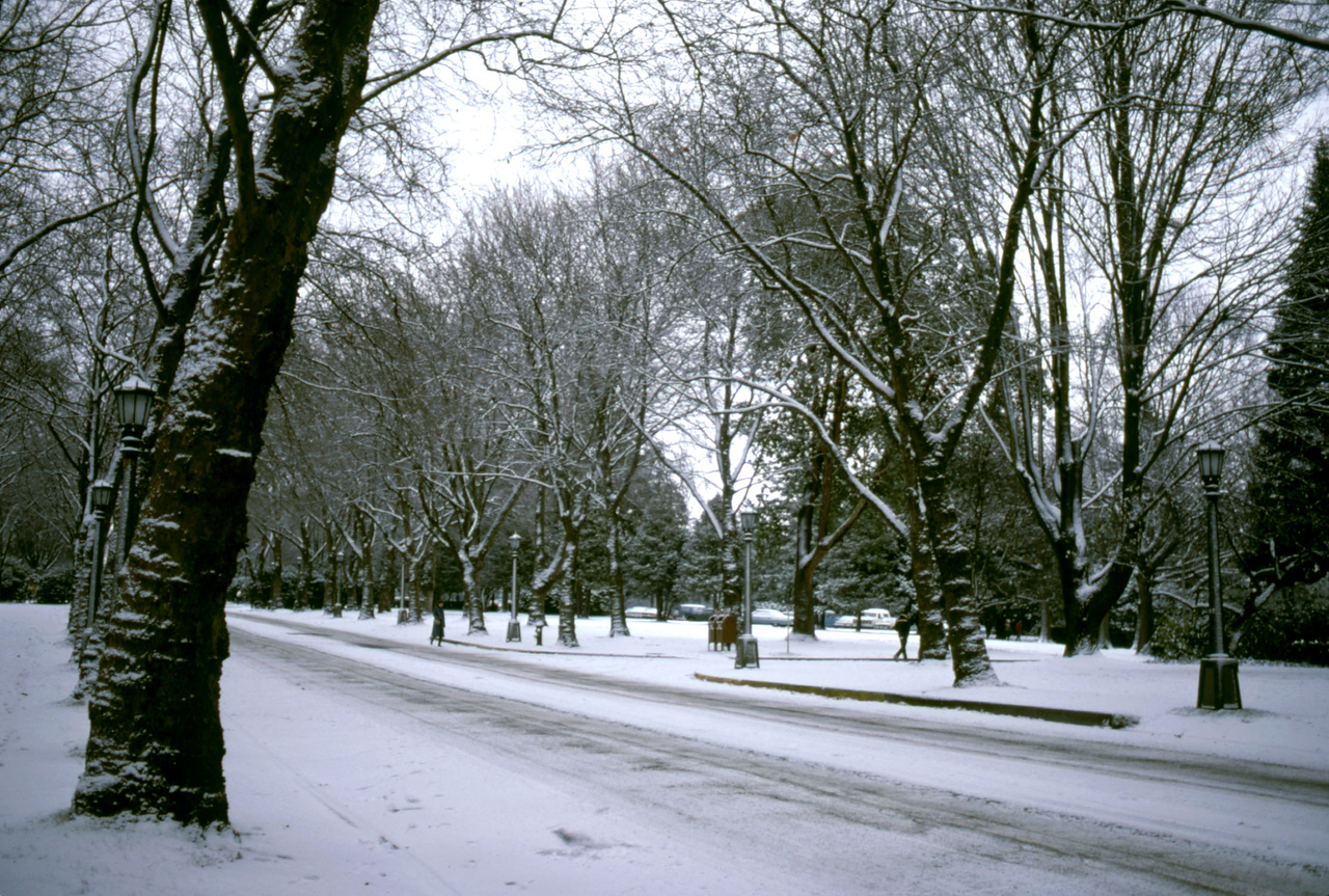 Memorial Way Snow